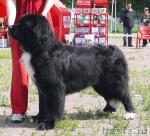 Превью фото № 30715