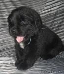 Превью фото № 31016