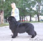 Превью фото № 31111