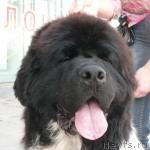 Превью фото № 31115