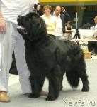 Превью фото № 31136