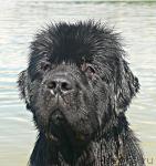 Превью фото № 31343