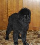 Превью фото № 31452