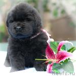 Превью фото № 31576