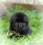 Превью фото № 31593