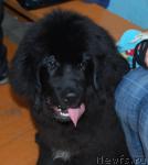 Превью фото № 31661