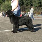 Превью фото № 31756