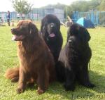 Превью фото № 32111