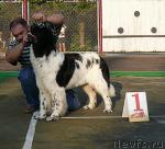 Превью фото № 32207