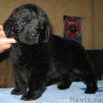 Превью фото № 32838