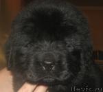 Превью фото № 32840