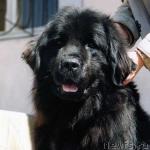 Превью фото № 3289