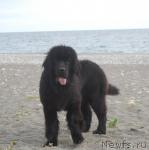 Превью фото № 32953