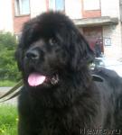 Превью фото № 33101