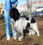 Превью фото № 33222