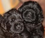 Превью фото № 33573