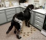 Превью фото № 33694