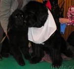 Превью фото № 3373