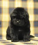 Превью фото № 33890