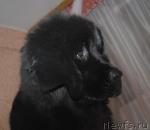 Превью фото № 33958