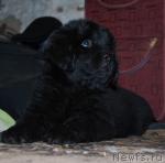 Превью фото № 34077