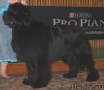 Превью фото № 3415