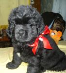 Превью фото № 34158