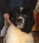 Превью фото № 34176