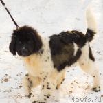 Превью фото № 34410