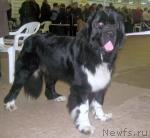 Превью фото № 34503