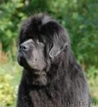 Превью фото № 34556