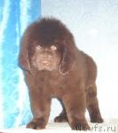 Превью фото № 34901