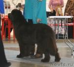 Превью фото № 34972