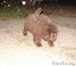 Превью фото № 35099