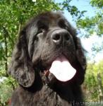 Превью фото № 352