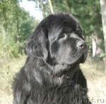 Превью фото № 35260