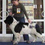 Превью фото № 3535