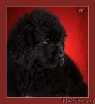 Превью фото № 35363