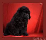 Превью фото № 35371