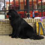 Превью фото № 3542