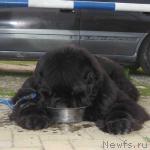 Превью фото № 3546