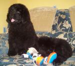 Превью фото № 35566