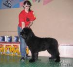 Превью фото № 35641