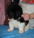 Превью фото № 35683