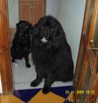 Превью фото № 35711