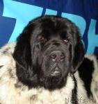 Превью фото № 3588