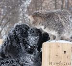 Превью фото № 35920