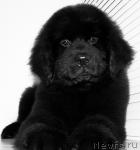 Превью фото № 35963