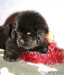 Превью фото № 36130