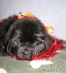 Превью фото № 36131